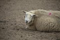 Lying sheep on a brown background close up looking at the camera Royalty Free Stock Photo