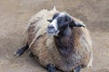 Lying sheep on a brown background close up looking at the camera. Royalty Free Stock Photo