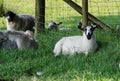 The lying sheep on the meadow in the shadows Royalty Free Stock Photo