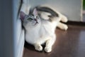 Lying silver burmilla cat Royalty Free Stock Photo