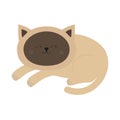 Lying sleeping siamese cat in flat design style. Cute cartoon character.