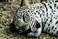 Lying and sleeping Snow Leopard Royalty Free Stock Photo