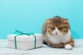 Lying sleepy cat with a gift present with green ribbon