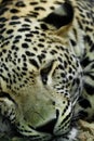 Lying Snow Leopard Irbis Royalty Free Stock Photo
