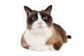 Lying snowshoe cat portrait looking into the camera isolated on white Royalty Free Stock Photo