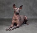 Studio shot of Xoloitzcuintli dog Royalty Free Stock Photo