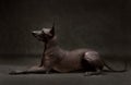 Xoloitzcuintli or Mexican Hairless Dog Royalty Free Stock Photo