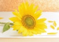 Lying sunflower flower on a light background