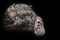 Lying thoughtfully, looking. Powerful  predatory cat snow leopard. isolated, black background close-up Royalty Free Stock Photo