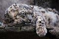 Lying thoughtfully, looking. Powerful  predatory cat snow leopard sits on a rock close-up Royalty Free Stock Photo