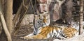 Lying tiger Royalty Free Stock Photo
