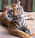 Lying tiger Royalty Free Stock Photo