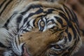 Lying tiger, close up. Tiger face background Royalty Free Stock Photo