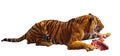 Lying tiger with a piece of raw meat Royalty Free Stock Photo