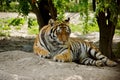 Lying Tiger Royalty Free Stock Photo
