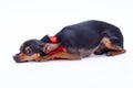 Lying toy-terrier, studio shot. Royalty Free Stock Photo