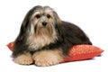 Lying tricolor Havanese