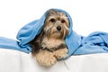 Lying tricolor Havanese in bed Royalty Free Stock Photo