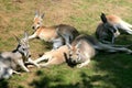 Lying wallabies (kangaroos)