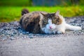 Lying, watching cat on the sandy road Royalty Free Stock Photo