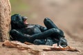Lying west african chimpanzee relaxes Royalty Free Stock Photo