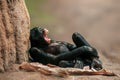 Lying west african chimpanzee relaxes Royalty Free Stock Photo