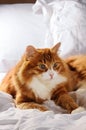 Lying on a white bed furry red-headed cat