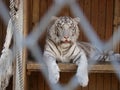 Lying white tiger in the aviary