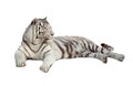 Lying white tiger. Isolated over white