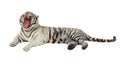 Lying white tiger. Isolated over white