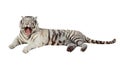 Lying white tiger. Isolated over white