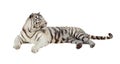 Lying white tiger. Isolated over white