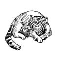 Lying wild mammalian cat, manul, asian rare animal, for logo or emblem