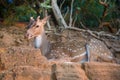 Lying wild sika deer living in Frederick Fort, Sri Lanka