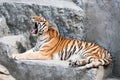 Lying and yawning siberian tiger