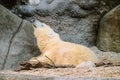 Lying young polar bear lifts his head up. White bear cub. Ursus (Thalarctos) maritimus Royalty Free Stock Photo