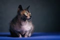 Lykoi cat chilling on a sofa and looking away. Horizontal image. Royalty Free Stock Photo