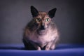 Lykoi cat chilling on a sofa and looking strasight at camera. Horizontal image. Royalty Free Stock Photo