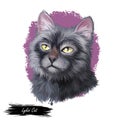 Lykoi kitten with green eyes posing isolated on white background. Digital art illustration of hand drawn standing domestic cat for Royalty Free Stock Photo