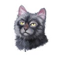 Lykoi kitten with green eyes posing isolated on white background. Digital art illustration of hand drawn standing domestic cat for Royalty Free Stock Photo