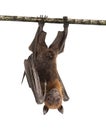 Lyle`s flying fox hanging from a branch, Pteropus lylei Royalty Free Stock Photo