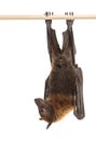 Lyle`s flying fox hanging from a branch, Pteropus lylei