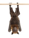 Lyle`s flying fox hanging from a branch, Pteropus lylei Royalty Free Stock Photo