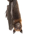 Lyle`s flying fox hanging from a branch, Pteropus lylei Royalty Free Stock Photo