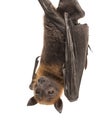 Lyle`s flying fox hanging from a branch, Pteropus lylei