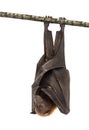 Lyle`s flying fox hanging from a branch, Pteropus lylei Royalty Free Stock Photo