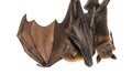 Lyle`s flying fox hanging from a branch, Pteropus lylei Royalty Free Stock Photo