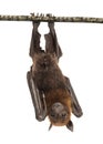 Lyle`s flying fox hanging from a branch, Pteropus lylei Royalty Free Stock Photo