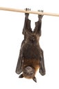 Lyle`s flying fox hanging from a branch, Pteropus lylei Royalty Free Stock Photo
