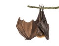 Lyle`s flying fox hanging from a branch, Pteropus lylei Royalty Free Stock Photo